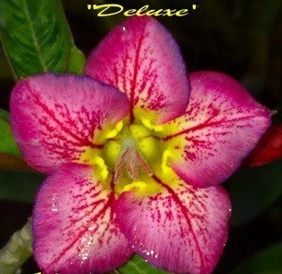 (image for) Adenium Obesum Seeds \'Deluxe\' 5 Seeds